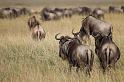 047 Kenia, Masai Mara, gnoes